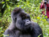 Gorilla Trekking in Uganda Gorilla Trekking Trip
