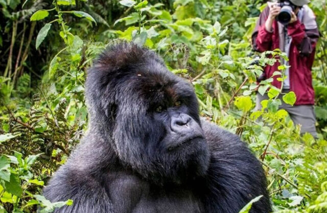 gorilla-trekking-trip Gorilla Trekking Trip
