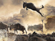 Witness the Great Migration Wildebeest Migration