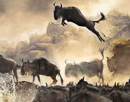 Witness the Great Migration Wildebeest Migration
