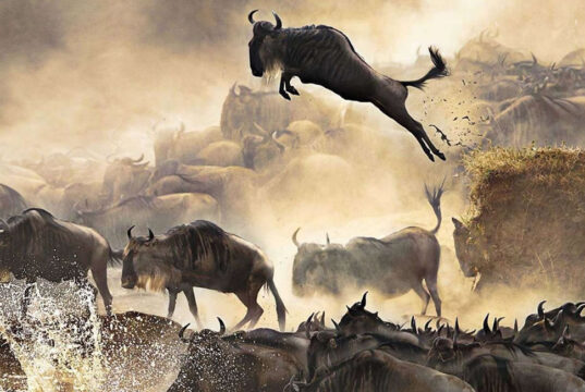 Witness the Great Migration Wildebeest Migration