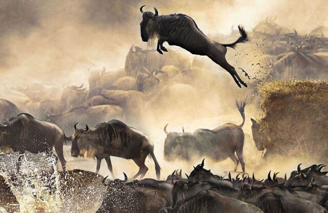 Wildebeest Migration